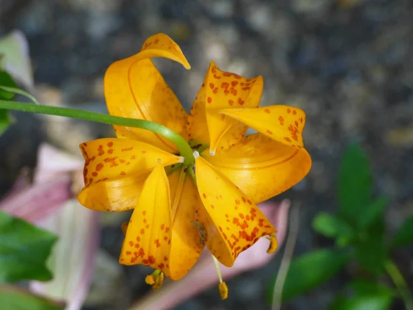 Lírio leopardo (Lilium pardalinum) Flor silvestre Vista superior Imagem De Stock