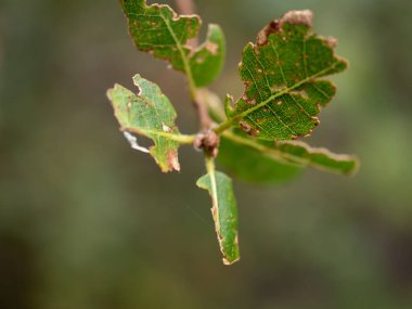 Böcek hasarlı Yaprakları Kapat