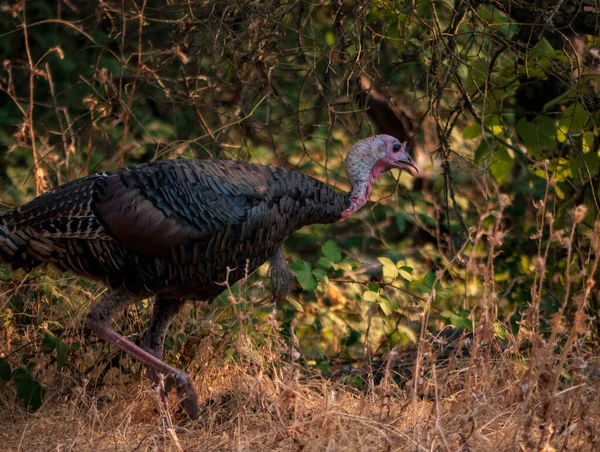 Dinde sauvage Pâturage de chênes à l'automne — Photo