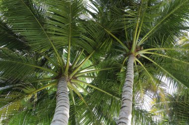 Kumsalda, kalın yeşil palmiye ağaçlarının altında rahatla.