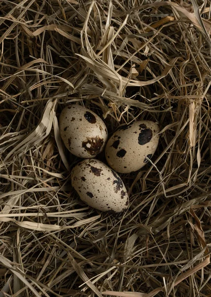 干し草の上の3つのウズラの卵クローズアップ — ストック写真