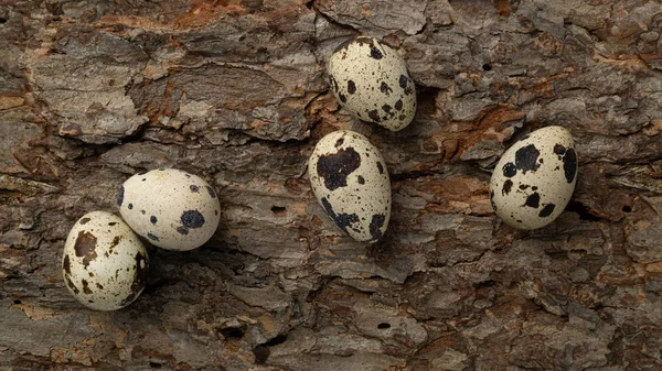 Cinco ovos de codorna em casca de árvore flat lay — Fotografia de Stock