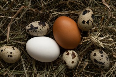 Kahverengi ve beyaz tavuk yumurtaları ve samanlıkta bıldırcın yumurtaları