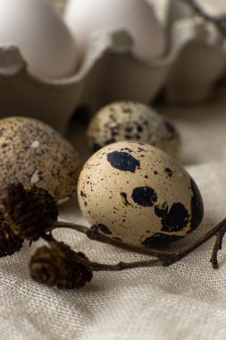 Quail eggs, alder cones on beige fabric over white chicken eggs
