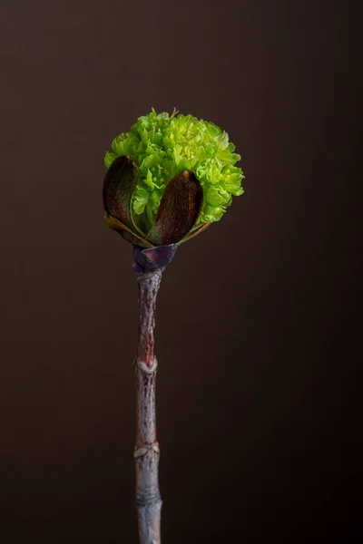 Зеленая капуста на дереве весной — стоковое фото