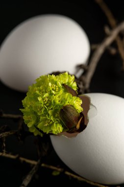 Kırık yumurta kabuğunda küçük yeşil çiçekler
