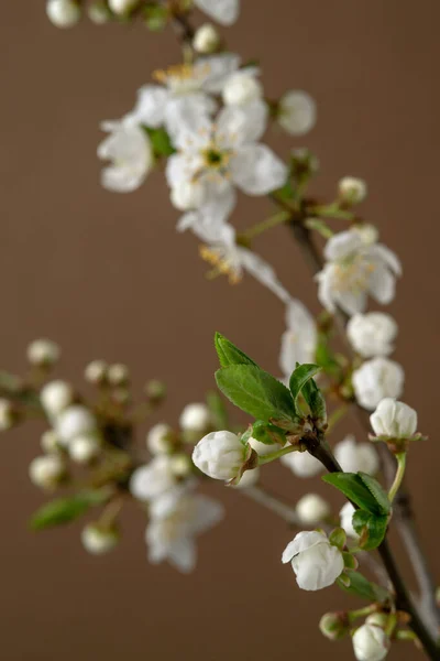 Apple tree branch with white flowers and green leaves. — Stock Photo, Image