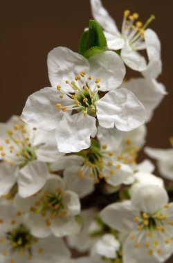 Elma ağacı çiçeğinin Macro fotoğrafı. Yapraklar, erkek organlar ve erkek organlar.