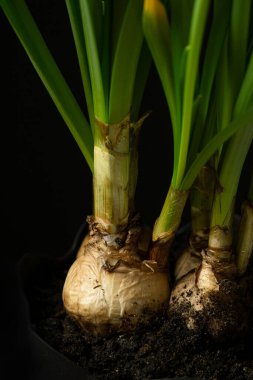 Nergis ampulü toprağa yerleştirilmiş.