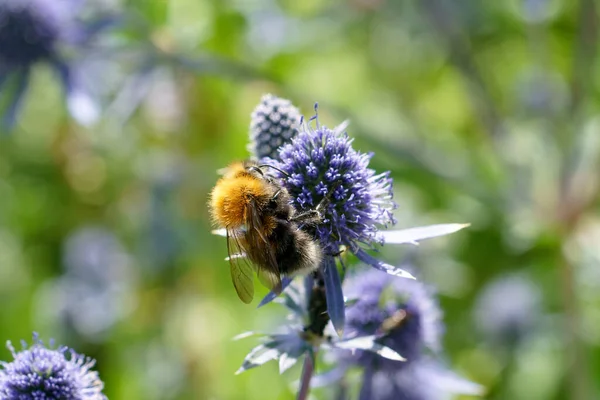 Bee on flowers of eryngium, macro.