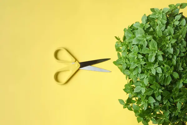 Tesoura de escritório amarelo e folhas de manjericão verde — Fotografia de Stock