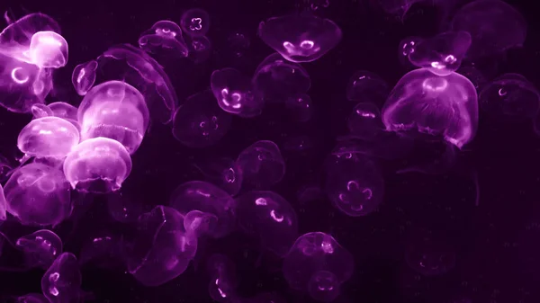 Цветные Медузы Свет Проходит Через Воду Создавая Эффект — стоковое фото