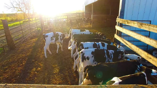 Mucche Una Fattoria Vacche Latte Azienda Agricola — Foto Stock