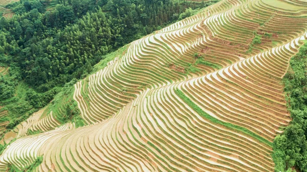 Longji Rice Terraces China Drone View — Stock Photo, Image