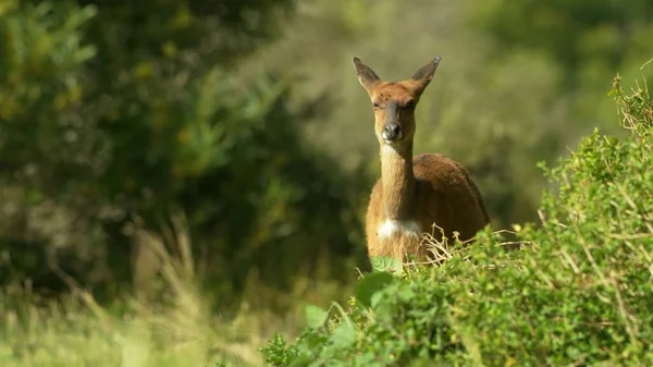 Waterbuck Macho Grama Parque Nacional — Fotografia de Stock