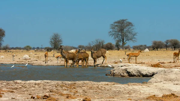 Waterbuck Macho Grama Parque Nacional — Fotografia de Stock