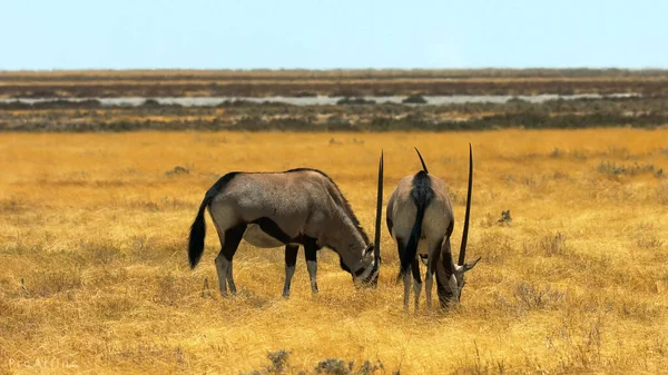 Waterbuck Macho Grama Parque Nacional — Fotografia de Stock