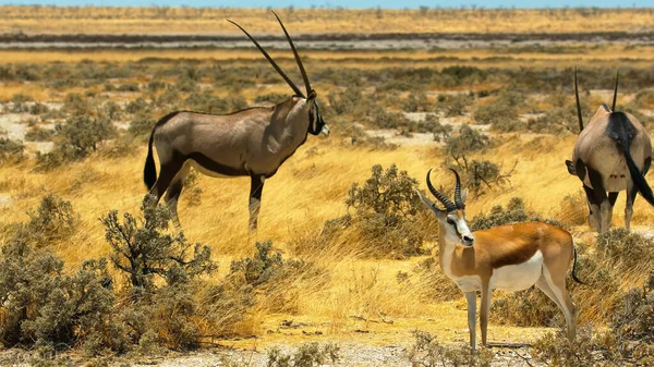 Waterbuck Macho Grama Parque Nacional — Fotografia de Stock