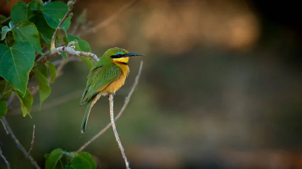 Brightly Coloured Little Bee Eater — Stock Photo, Image