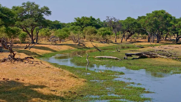 Paisagens Africanas Vida Selvagem Bonito Dramático — Fotografia de Stock