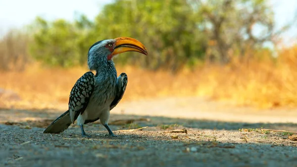 南非克鲁格公园的黄嘴角嘴 — 图库照片