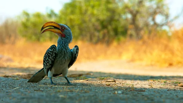Carey Amarillo Facturado Sur África Parque Kruger —  Fotos de Stock