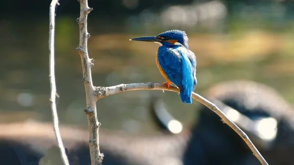 Martín Pescador Orejas Azules Parque Nacional Khao Yai —  Fotos de Stock