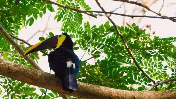 背景为绿色丛林中的开喙热带雨鸟 — 图库照片