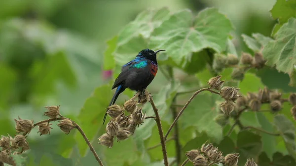 Pájaro Brillante Rojo Colibrí Garganta Ardiente Panterpe Insignis —  Fotos de Stock