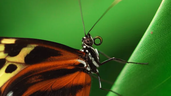 Borboleta Alimentando Flores Jardim Verão — Fotografia de Stock