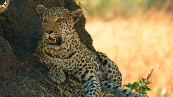 Gepardy Park Narodowy Afryka Zbliżenie — Zdjęcie stockowe