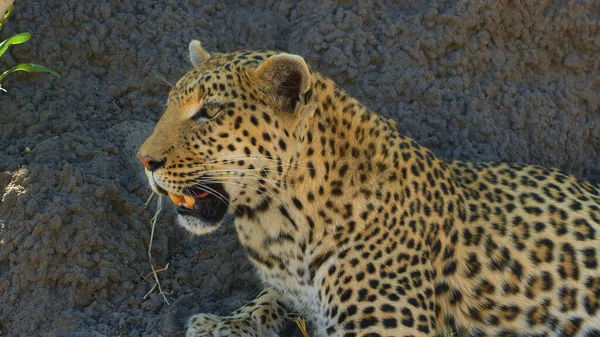 Cheetahs Εθνικό Πάρκο Αφρικής Από Κοντά — Φωτογραφία Αρχείου