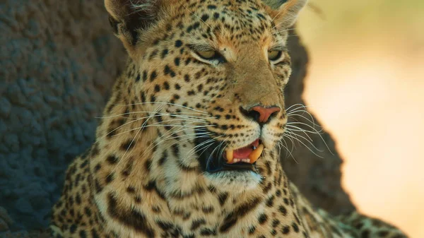 Parque Nacional Cheetahs África Cerca — Foto de Stock