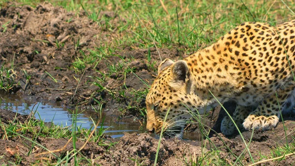 Cheetahs National Park Africa Close — Stock Photo, Image