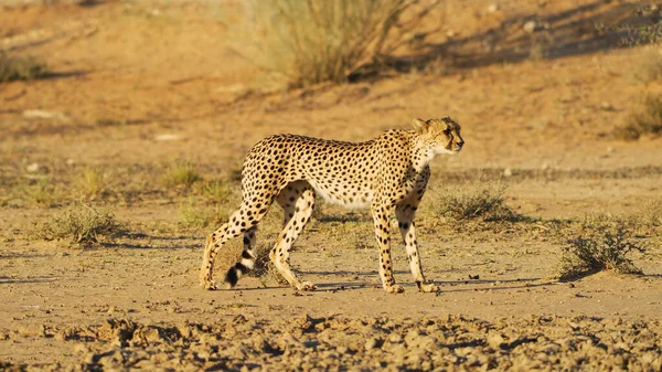 Национальный Парк Гепардов Африки Крупным Планом — стоковое фото