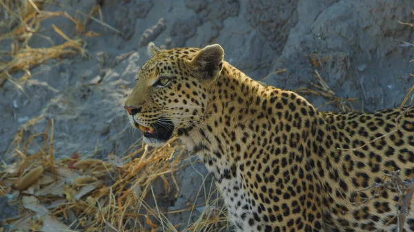 Cheetahs Εθνικό Πάρκο Αφρικής Από Κοντά — Φωτογραφία Αρχείου
