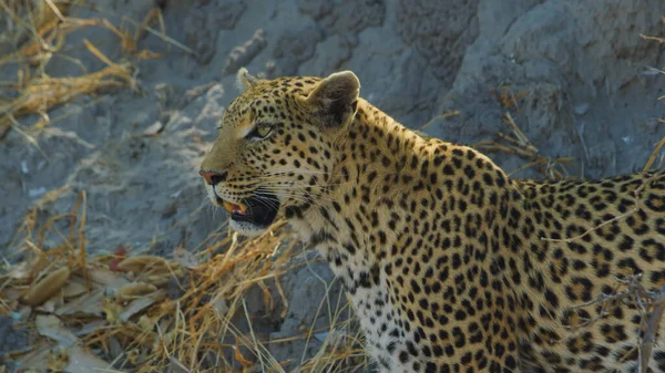 Parque Nacional Cheetahs África Cerca — Foto de Stock