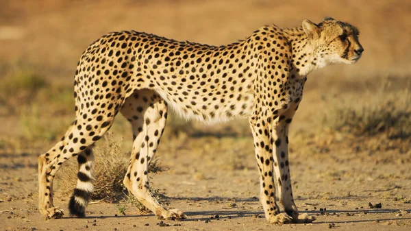 Cheetahs Εθνικό Πάρκο Αφρικής Από Κοντά — Φωτογραφία Αρχείου