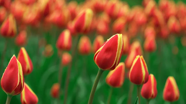 Belles Tulipes Colorées Dans Jardin Floral — Photo