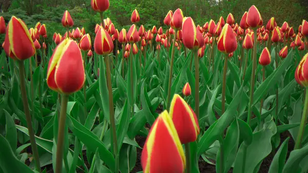 Belles Tulipes Colorées Dans Jardin Floral — Photo