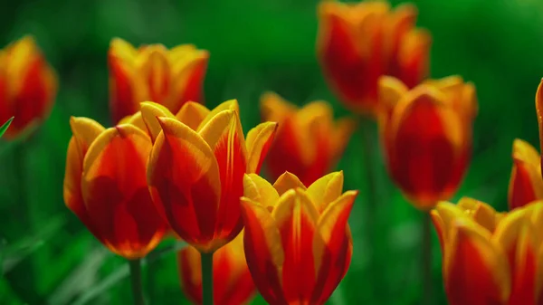 Belles Tulipes Colorées Dans Jardin Floral — Photo