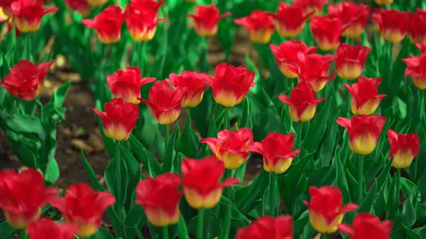 Belles Tulipes Colorées Dans Jardin Floral — Photo