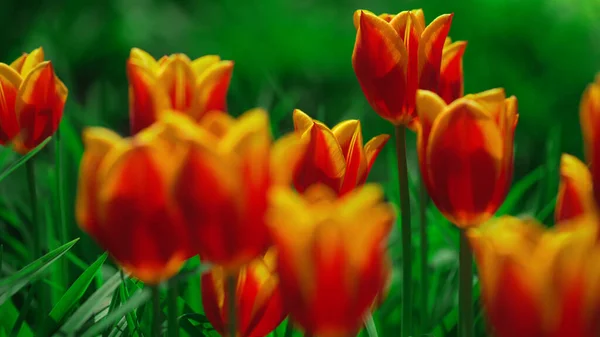 Belles Tulipes Colorées Dans Jardin Floral — Photo