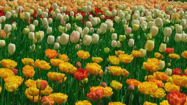 Belles Tulipes Colorées Dans Jardin Floral — Photo