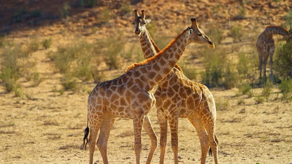 Giraffe Grasland Nationalpark — Stockfoto