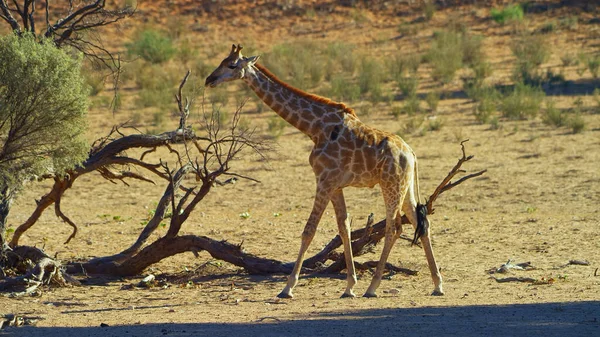 Ulusal Park Arazisindeki Zürafa — Stok fotoğraf