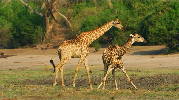 Giraffe Grasland Nationalpark — Stockfoto