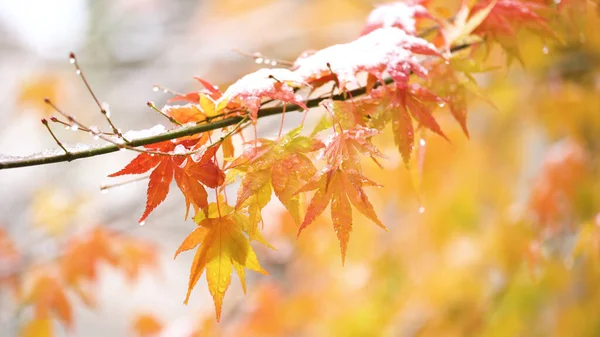 Японский Клен Acer Palmatum Цвет Которого Меняется Падении — стоковое фото