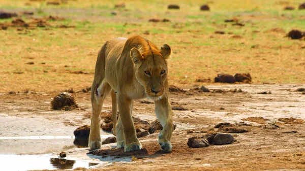 Львы Африканских Диких Животных Траве — стоковое фото