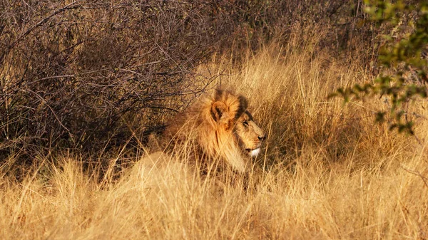 Львы Африканских Диких Животных Траве — стоковое фото